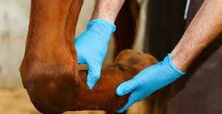 a vet looking at a horse ligament injury