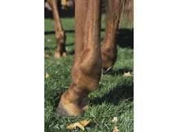 A horse with a swollen fetlock joint due to windgalls