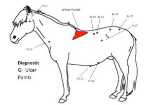 A veterinarian performing acupuncture on a horse in combination with conventional veterinary treatment