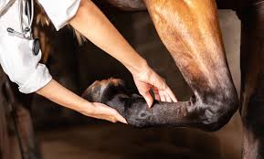 A horse with a swollen fetlock joint due to windgalls