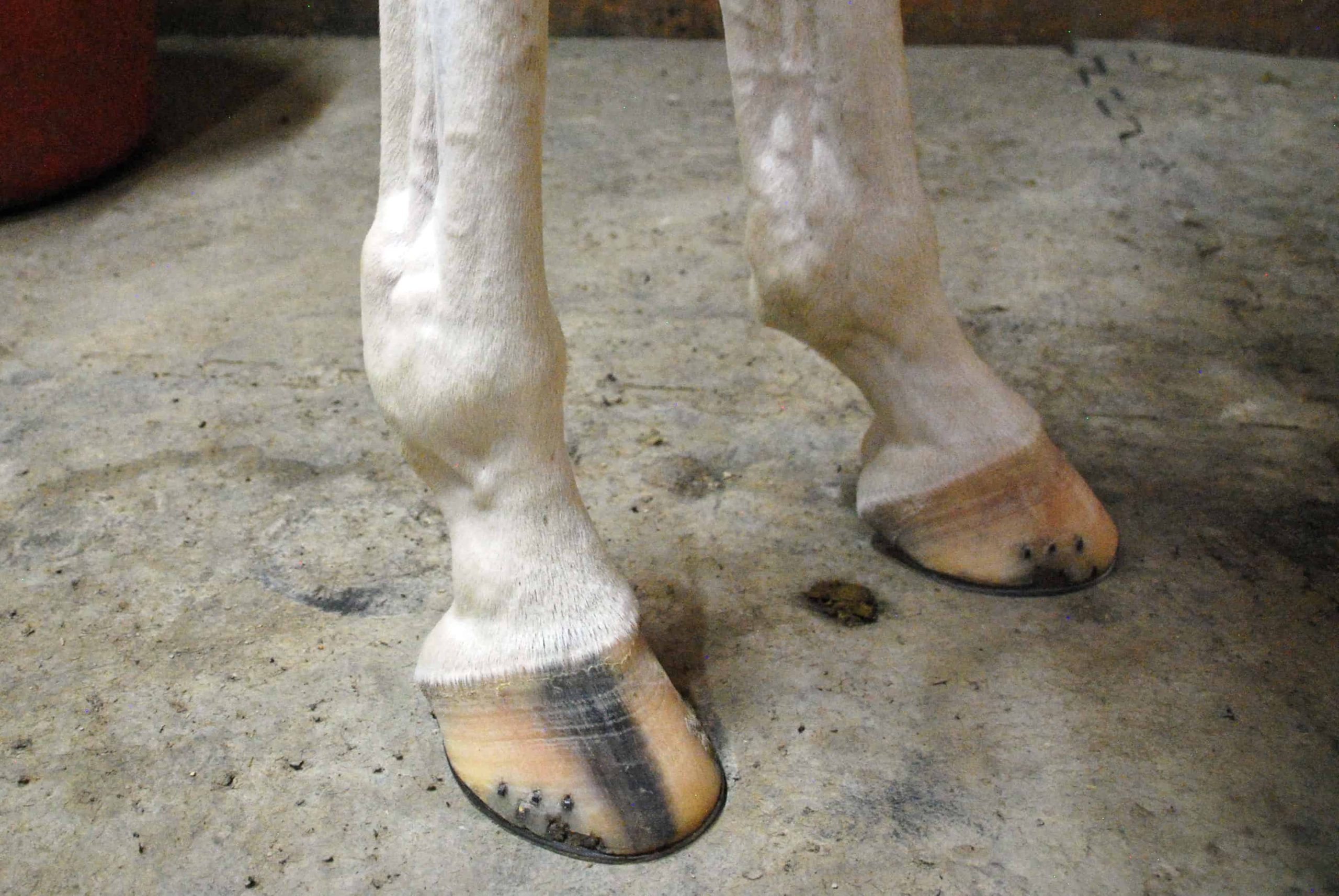Understanding Windgalls in Horses: Symptoms, Causes, Treatments