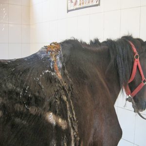 a horse with fistulous withers