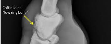 Ring Bone In Horses – What Is It, Symptoms & Treatments