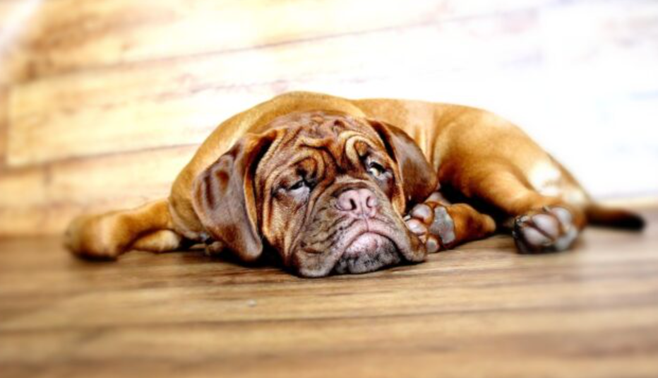 How Red Light Therapy Can Benefit Dogs: A Path To Enhanced Healing