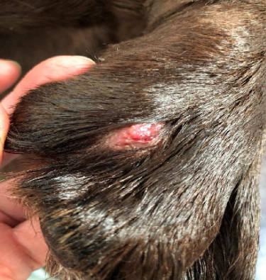 a dog with interdigital pododermatitis