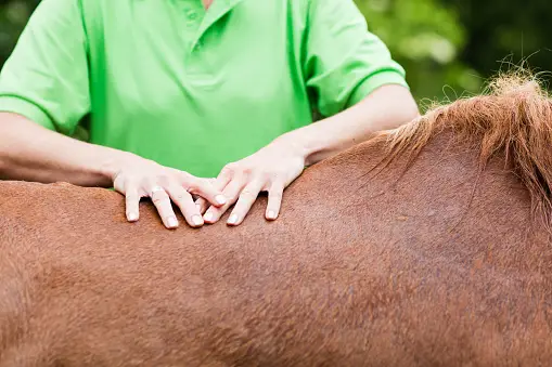a horse being massaged