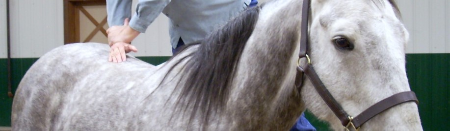 The Benefits of Equine Massage: Enhancing Horse Health and Performance
