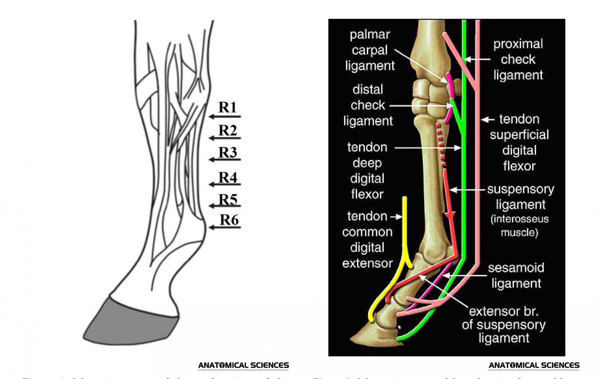 Check Ligament In Horses – What Are They, Common Injuries & Treatments