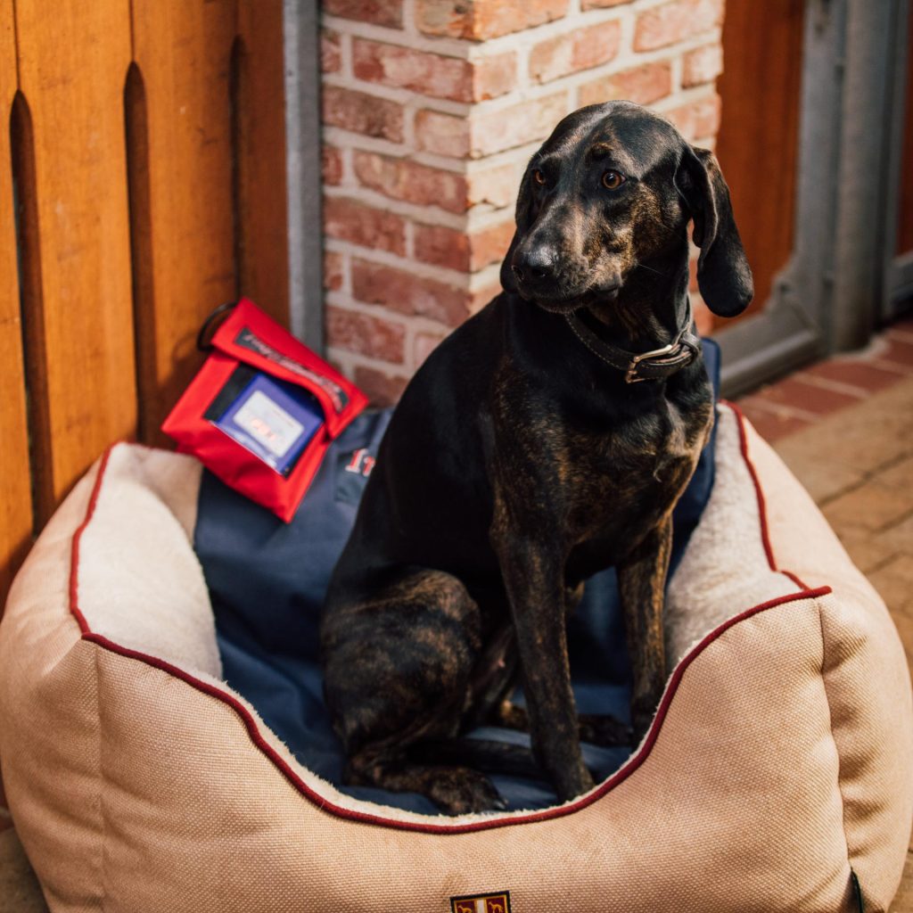 a dog on a PEMF mat