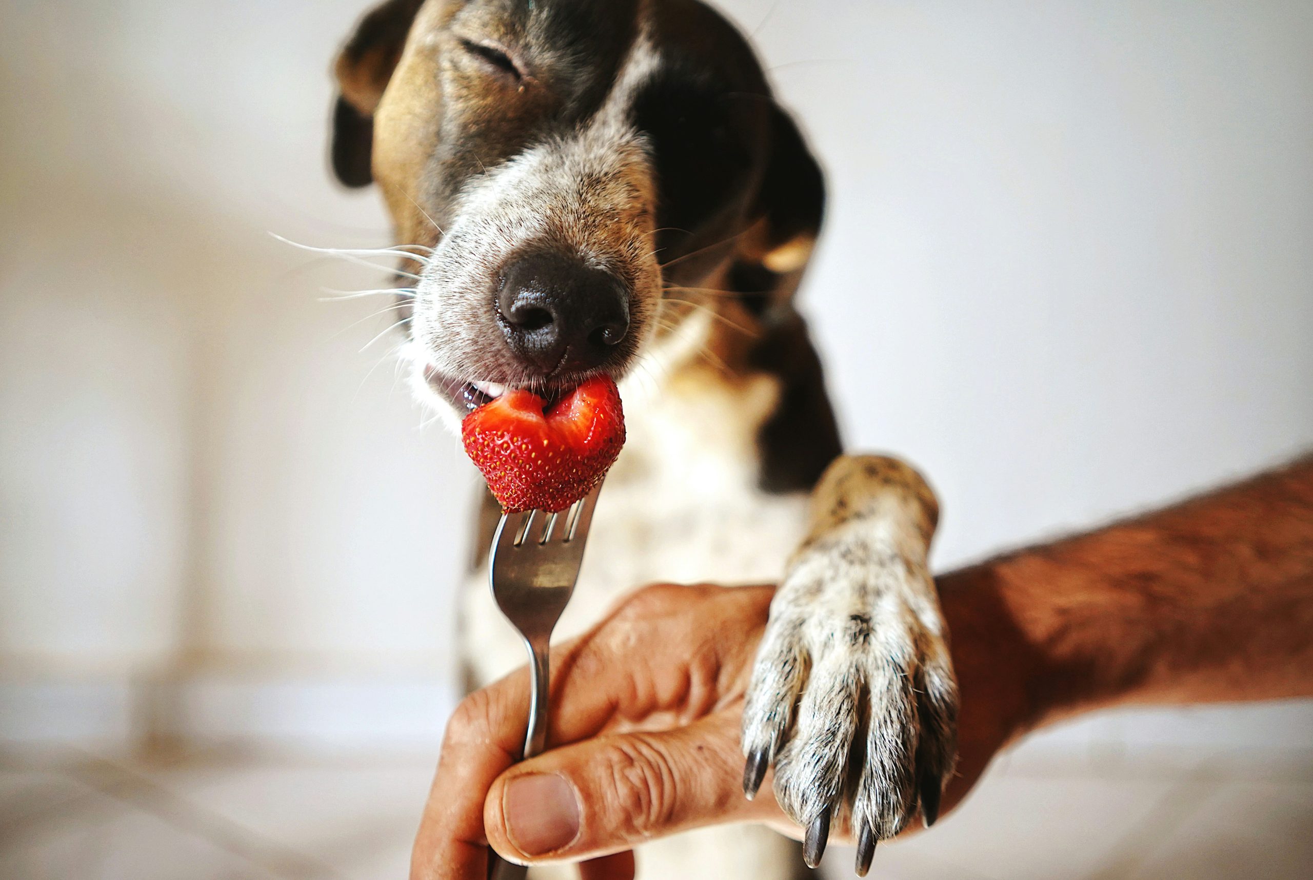 PEMF Therapy for Pets (Dogs): Benefits, Applications, and Safety
