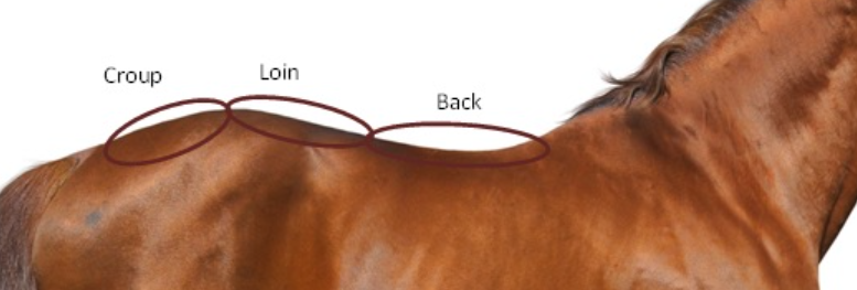 Understanding Topline Syndrome in Horses: Causes, Symptoms, and Treatment
